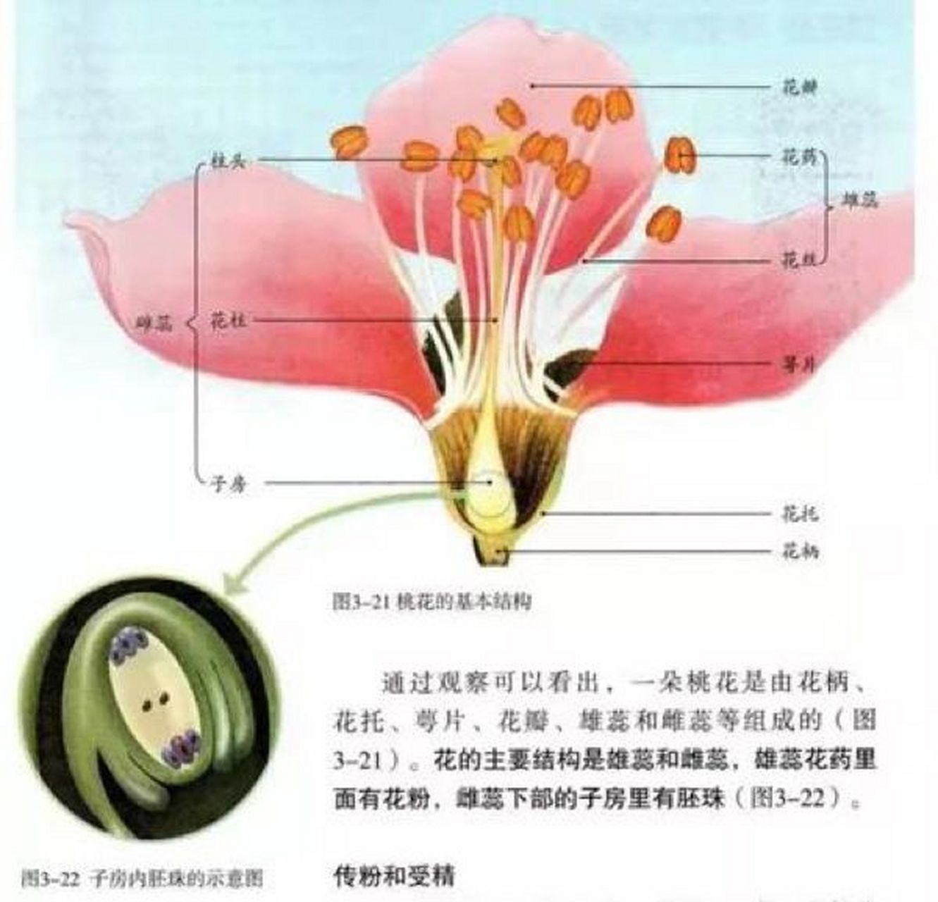 生物花的结构简图图片