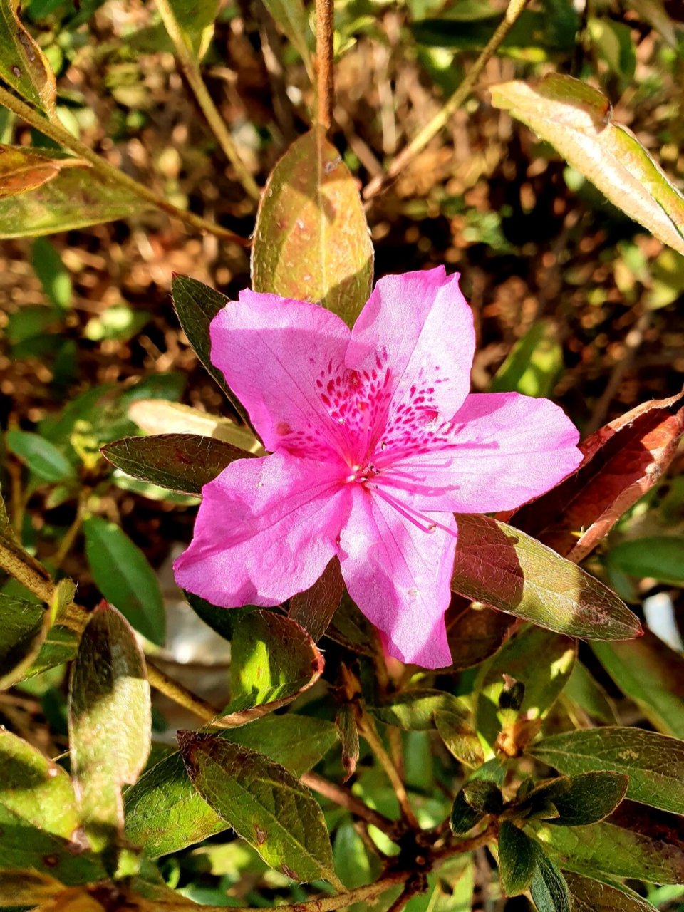 金达莱 它忘了它开花的季节😄,看到我也是惊了,小花苞挺美的💗