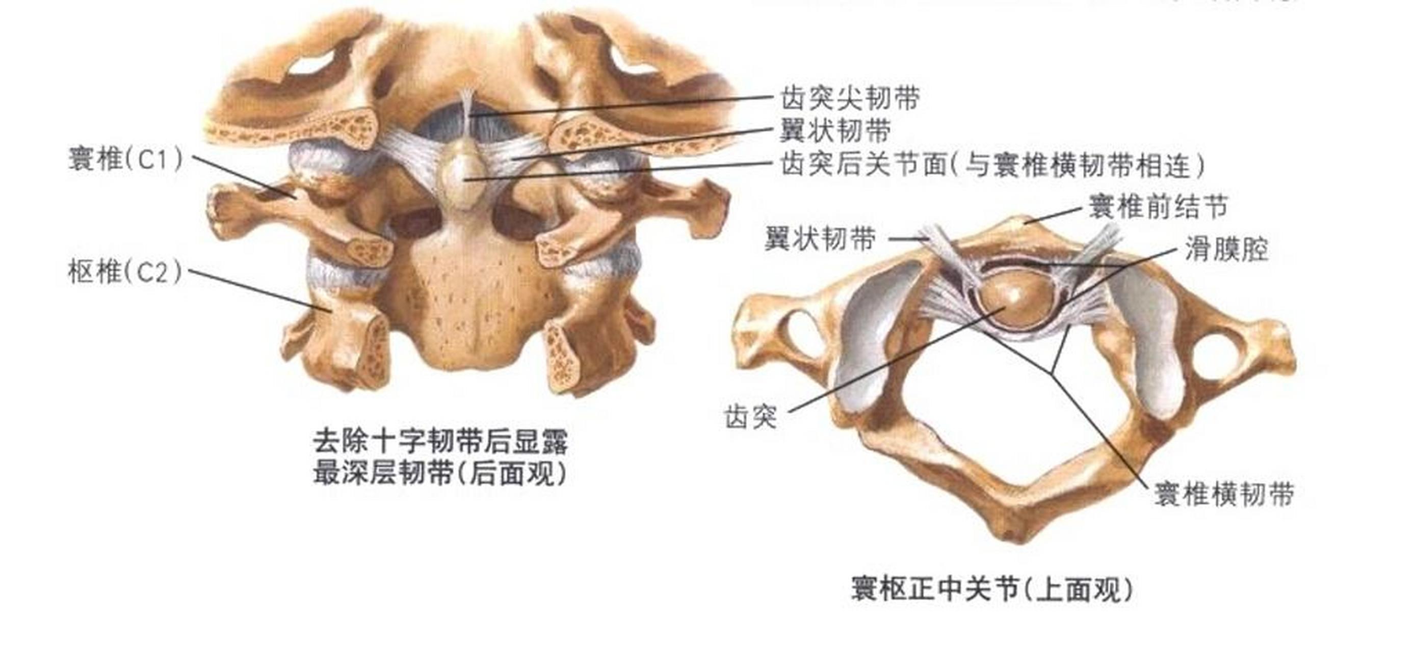 寰枢关节在哪个位置图片