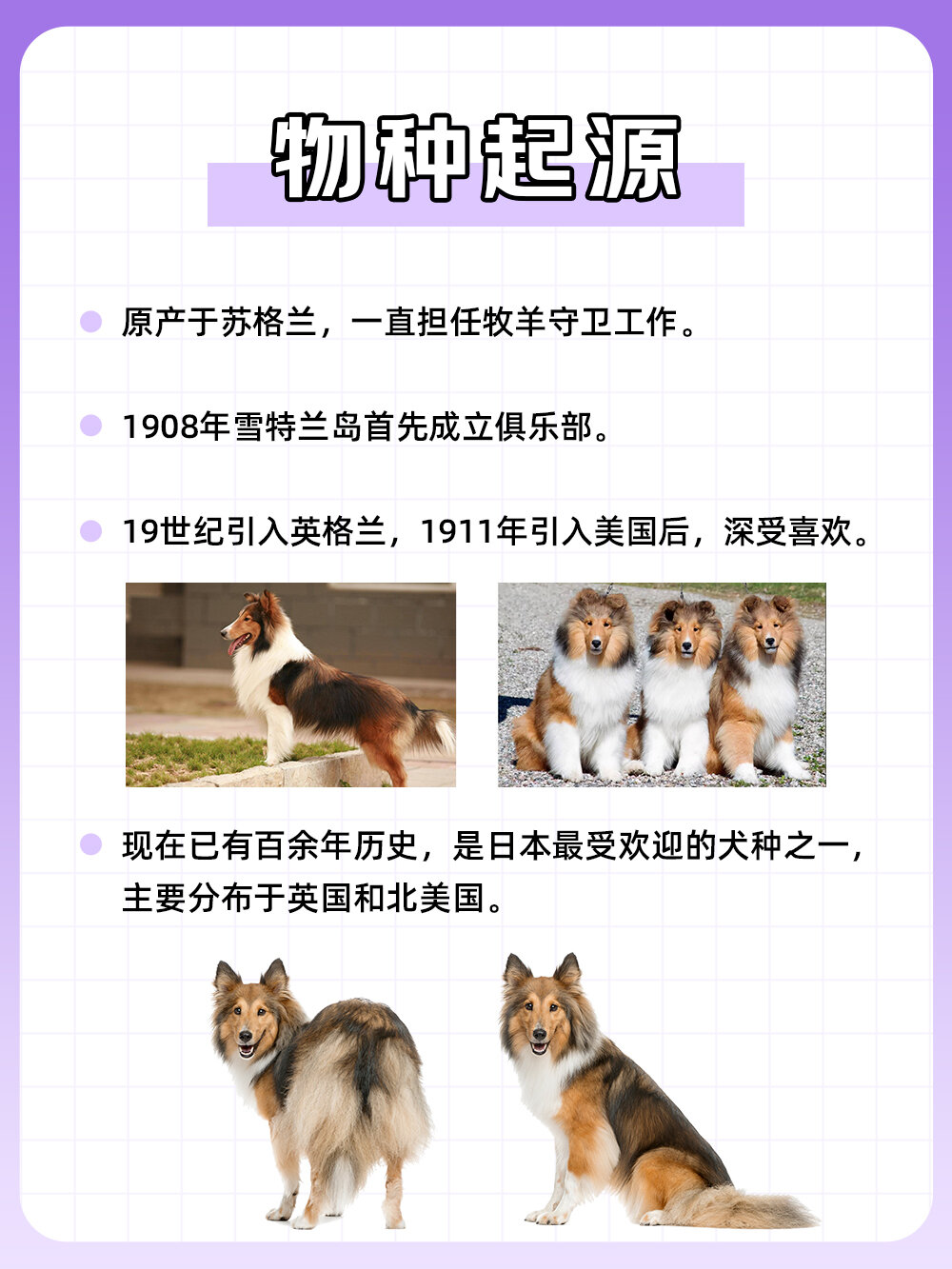 喜乐蒂犬的起源地图片