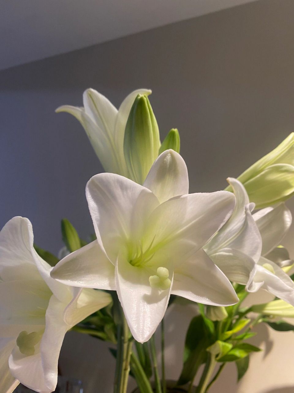 白铁炮亚百合 夏日的清新 有个阳刚奇怪的名字 看花形状如老式唱片机