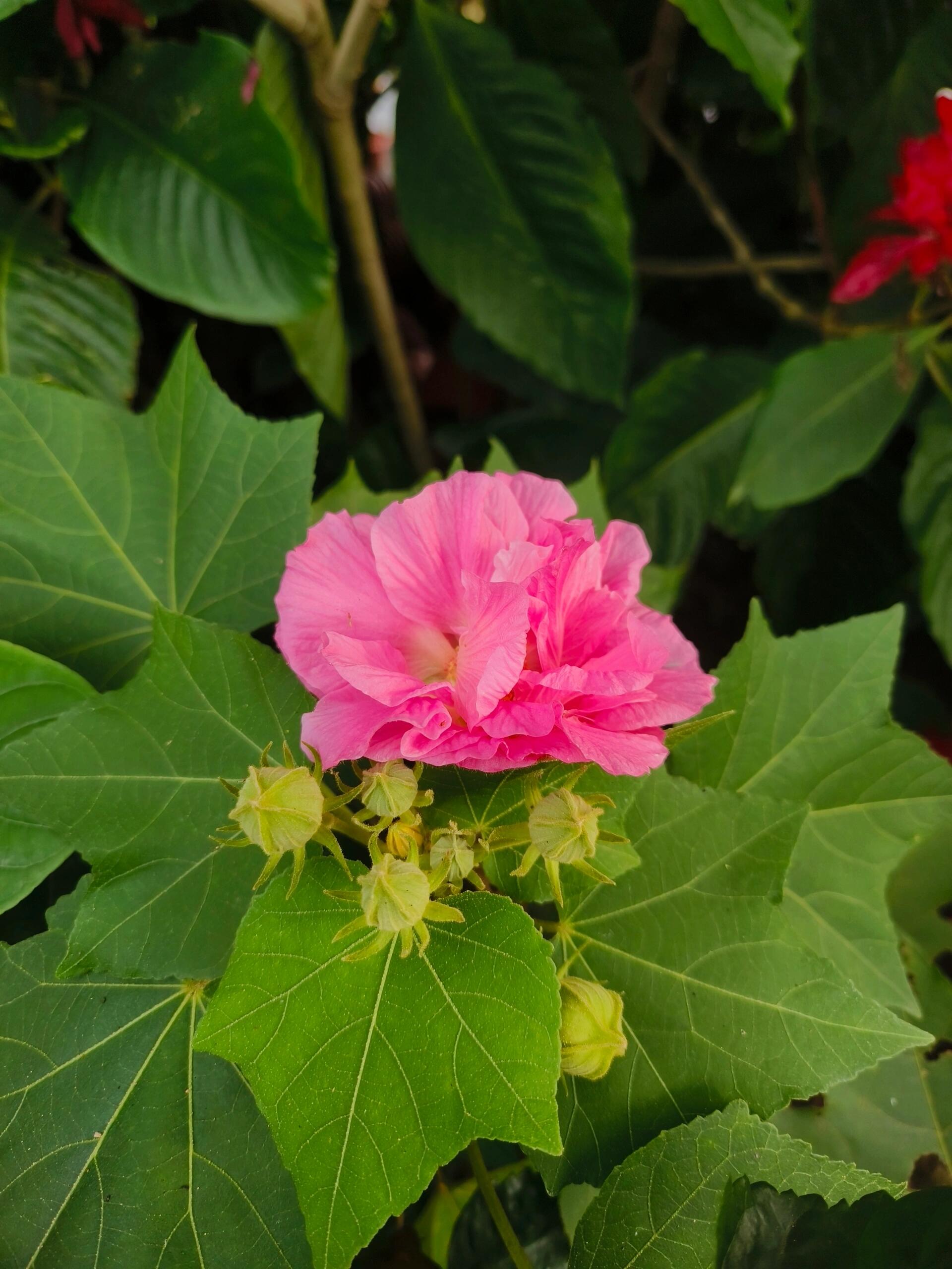 每天认识一种植物025 | 木芙蓉