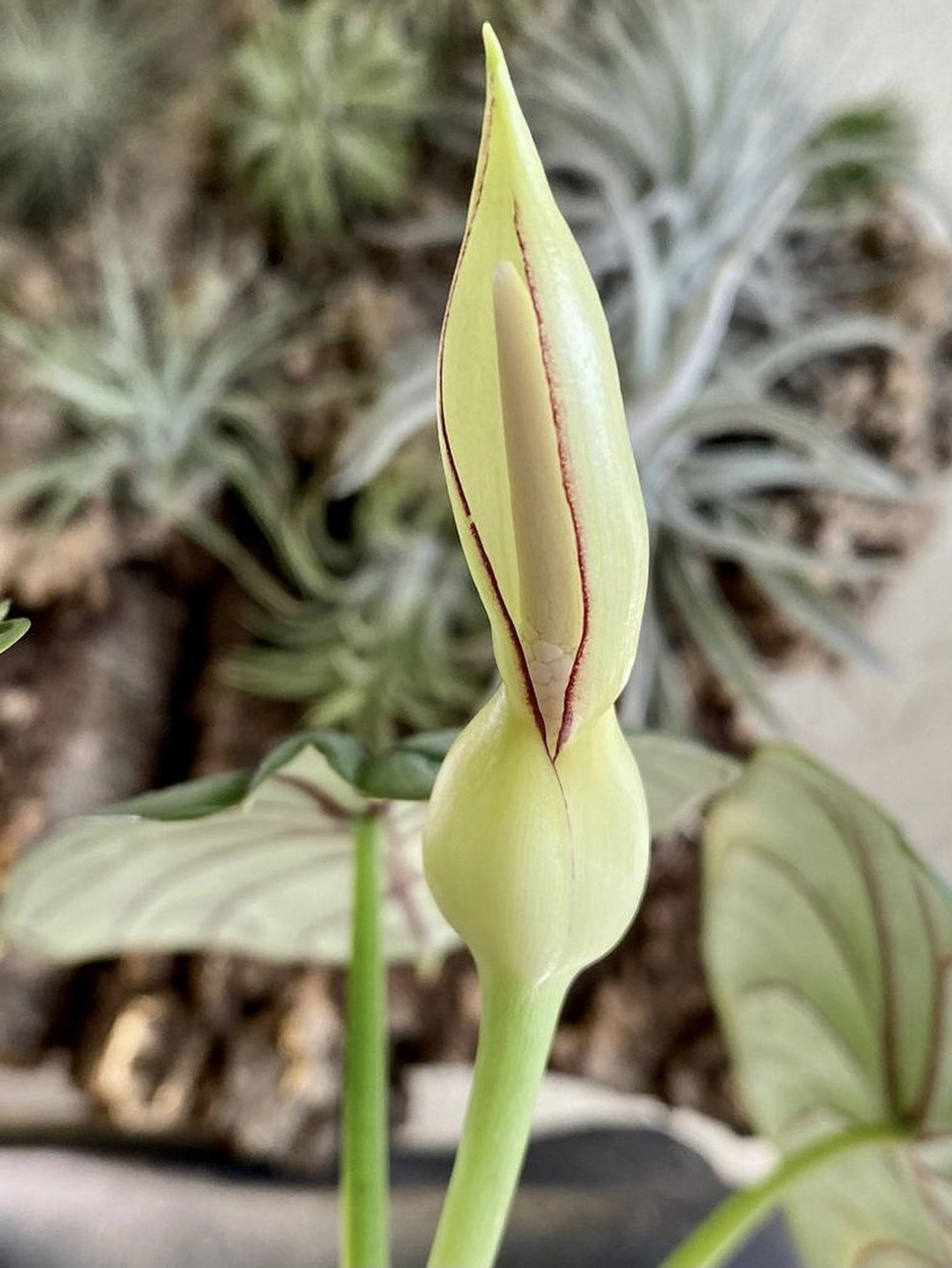 好看好养的室内植物推荐13白犀牛海芋 白犀牛海芋(alocasia baginda 