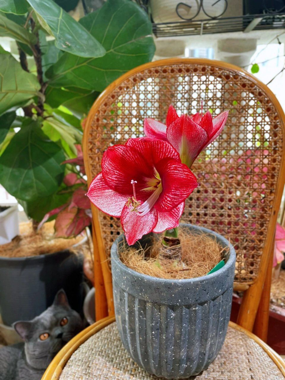 朱顶红开花记之展示大师 这个球是第一批在虹越买的,当时不太懂,看到