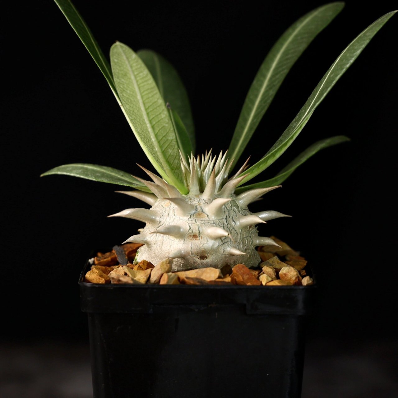 植物分享|小众审美 赏刺的块根植物 象牙玉 90象牙玉 pachypodium