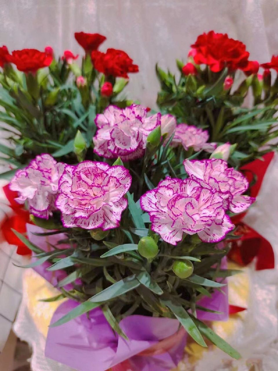 植物养护知识 | 康乃馨 今天是母亲节,大家女神节快乐呀,祝我们拥有