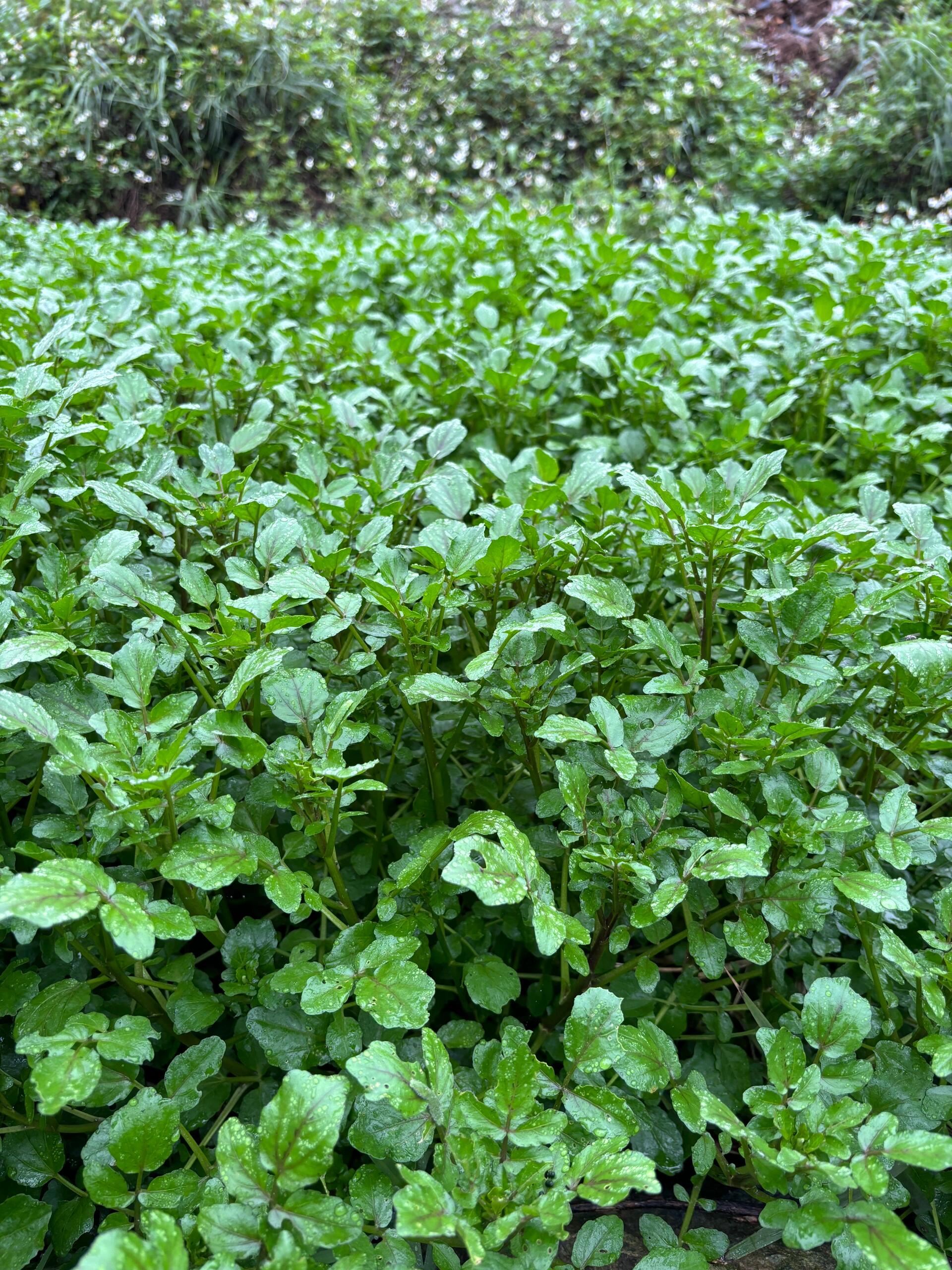 广西常见的野菜图片