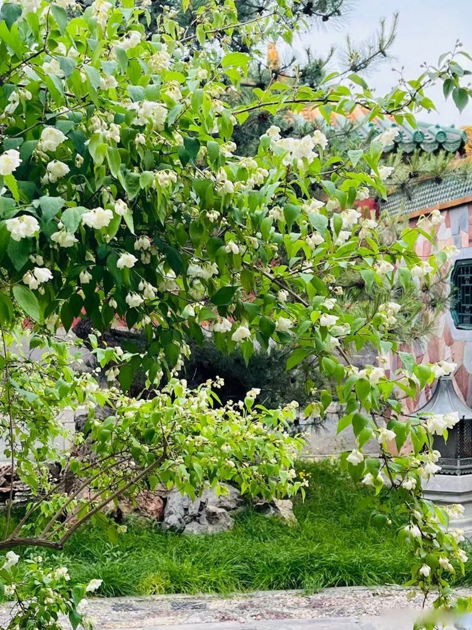 太平花白色娇嫩的花瓣十分淡雅,一抹靓丽的白在立夏时节里显得尤为