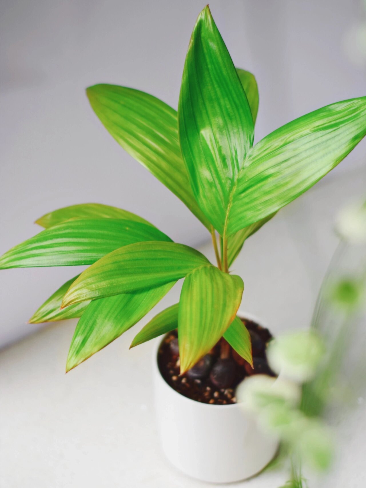 第一次吃蛇皮果,用种子种出美人鱼尾巴 一直都知道蛇皮果,然而一直都