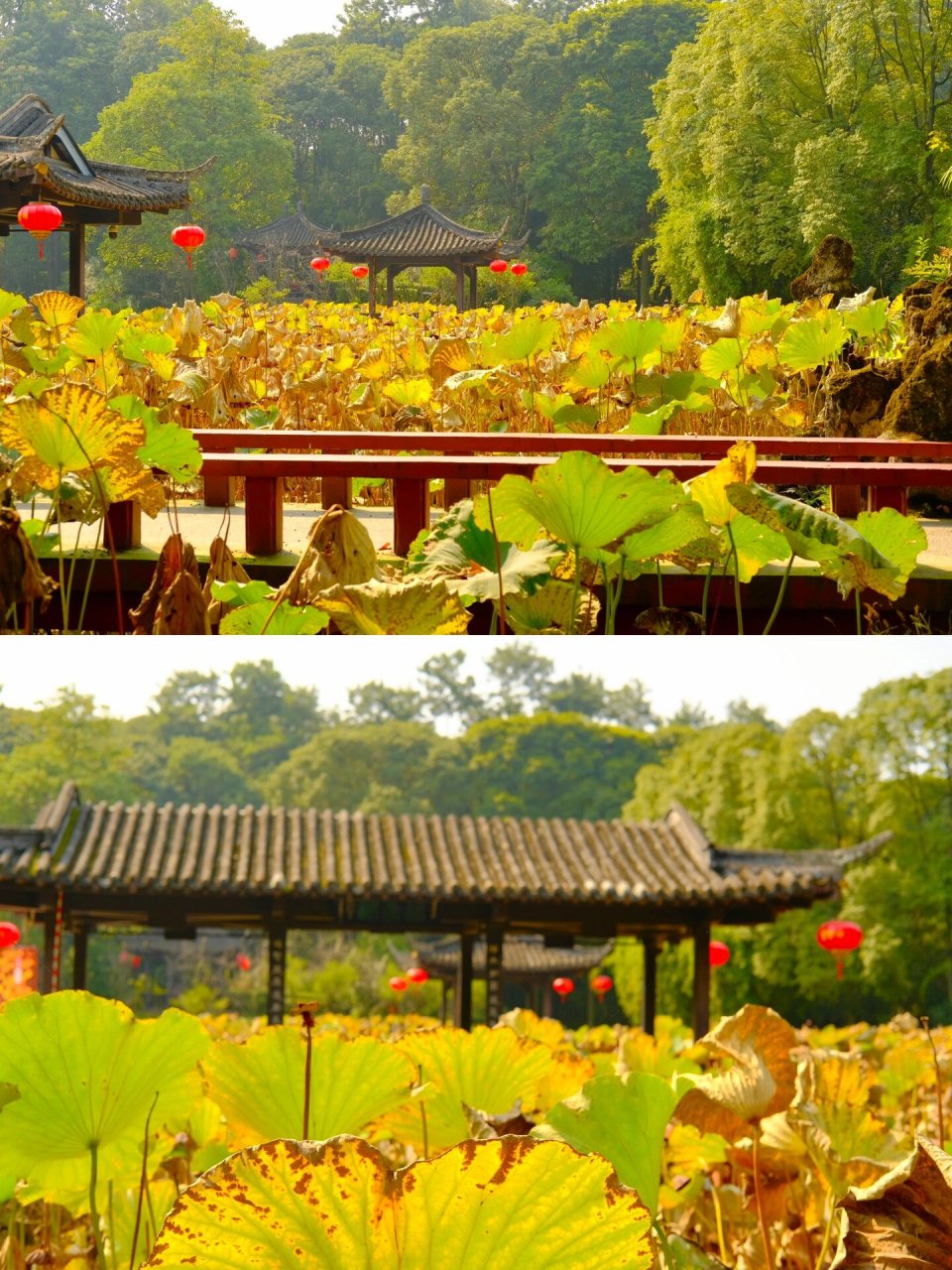 成都冷门古风公园6015望丛祠-秋荷银杏太美啦 8215地点:望丛