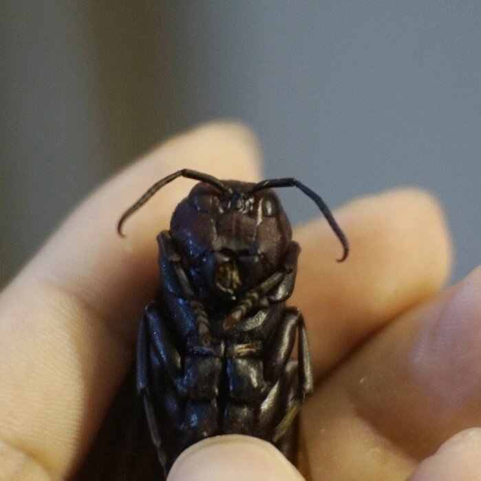 这蜂长得好恐怖 这是长脚棕马蜂的雄蜂,有着恐怖的獠牙,大小也比一般