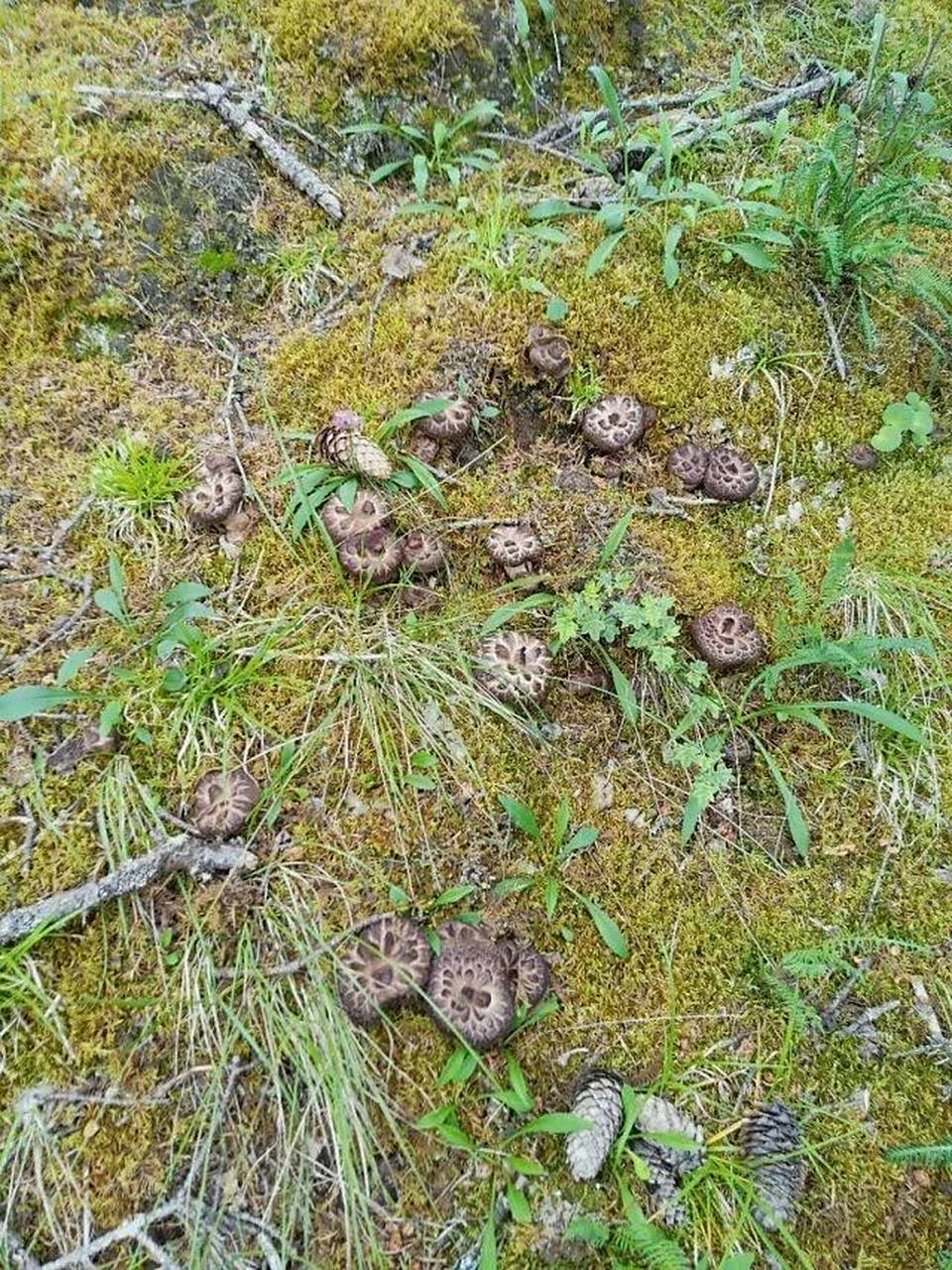 西藏虎掌菌 92虎掌菌,也称獐子菌,生长在"小瑞士"西藏类乌齐海拔