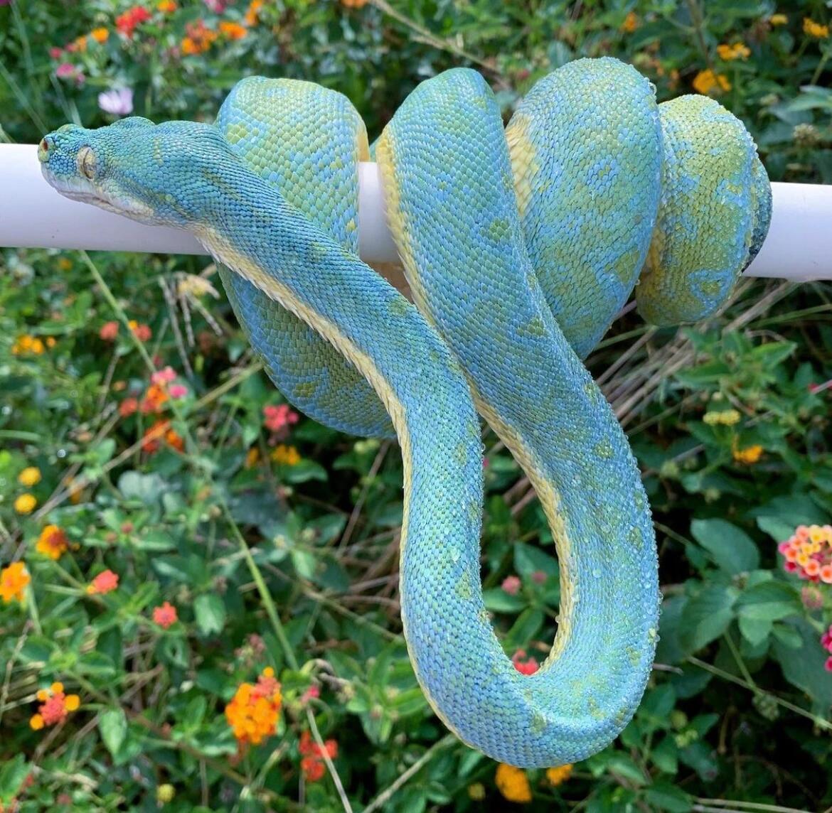 今天是颜色超梦幻的绿树蟒‼️