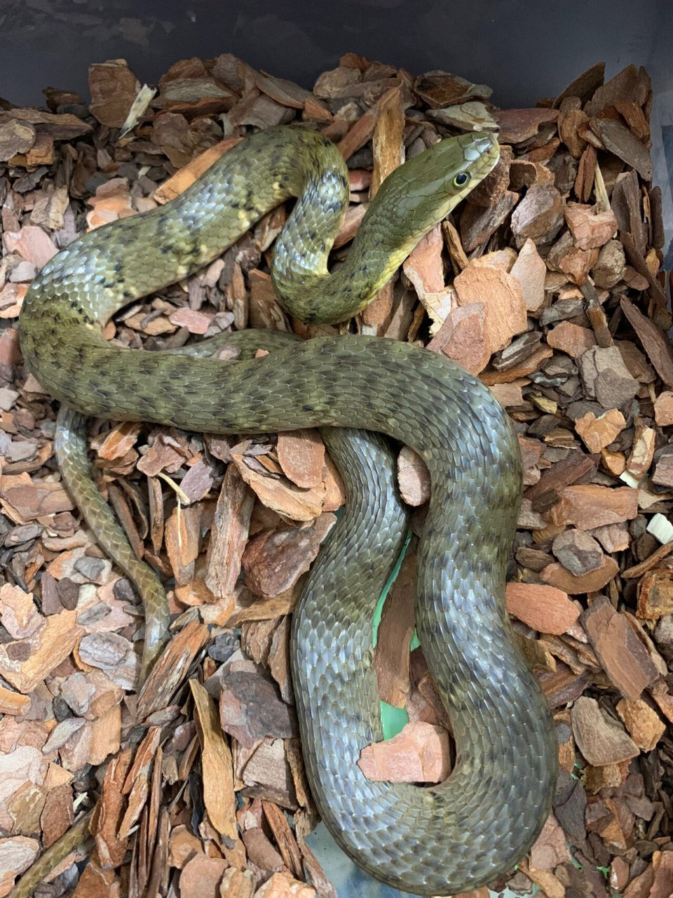 国蛇之美 本期主人公:环纹华游蛇 一条看起来没什么特别的蛇.