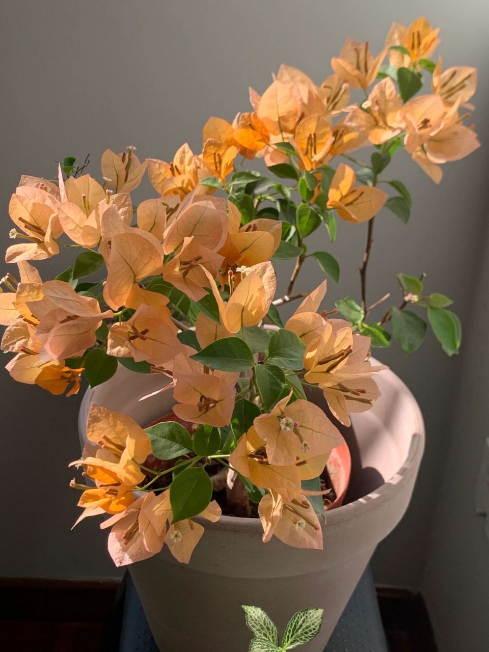 加州黄金三角梅 试种半年后终于决定入坑三角梅,广州的大街小巷,处处