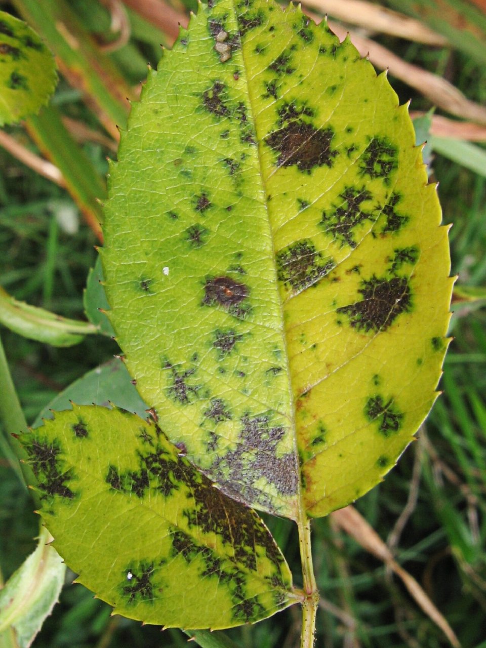 月季黑斑病怎么办71一招教你搞定它6015 又到了月季黑斑病高发