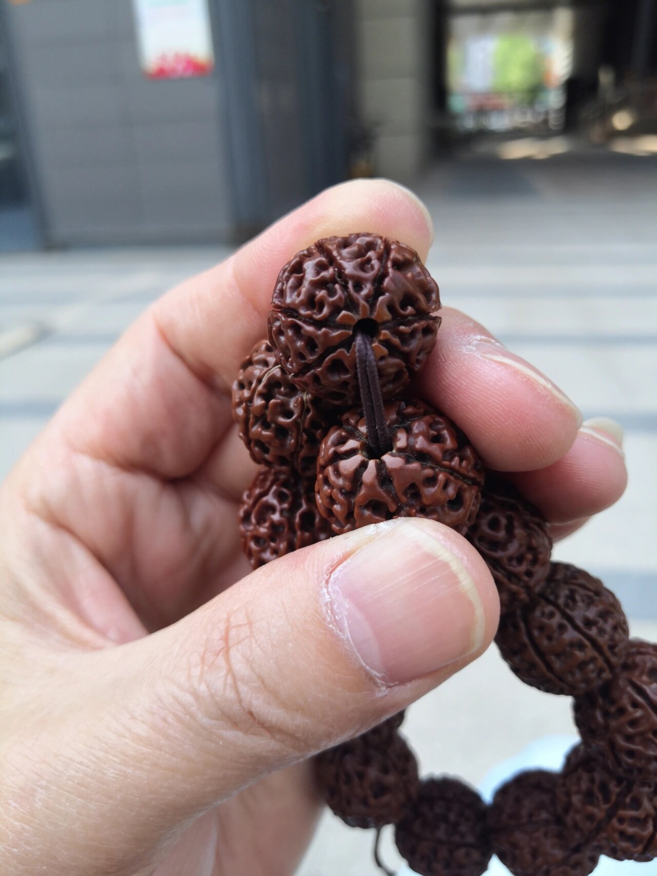 金刚还是落地红?