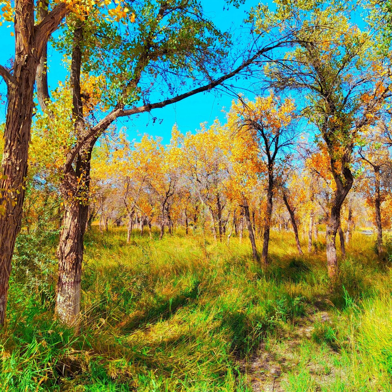 泽普金胡杨林国家森林公园 在泽普金胡杨国家森林公园景区入口不远处