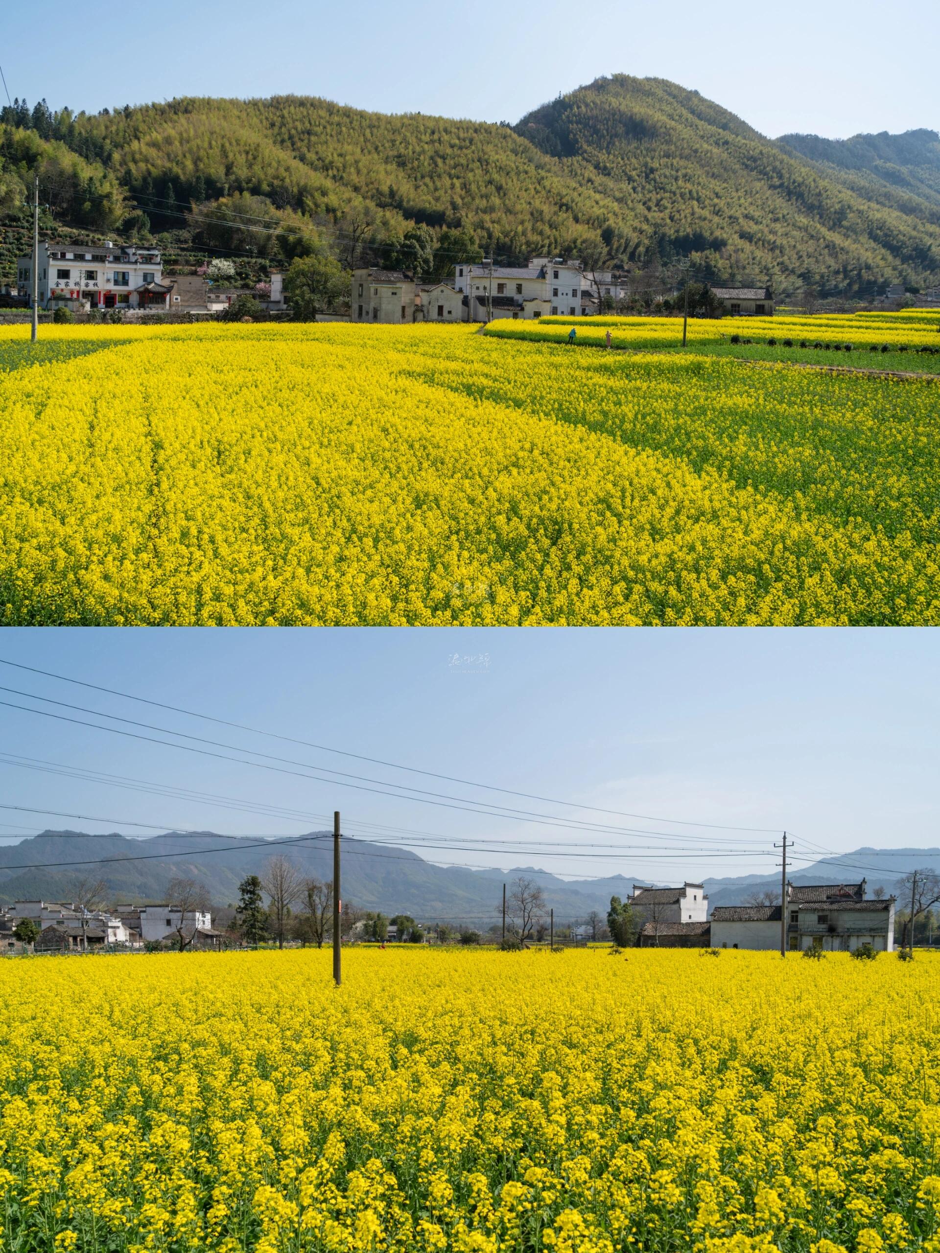 三月油菜花,避开婺源,皖南不香吗 3-15,黟县宏村的油菜花实拍,在卢村