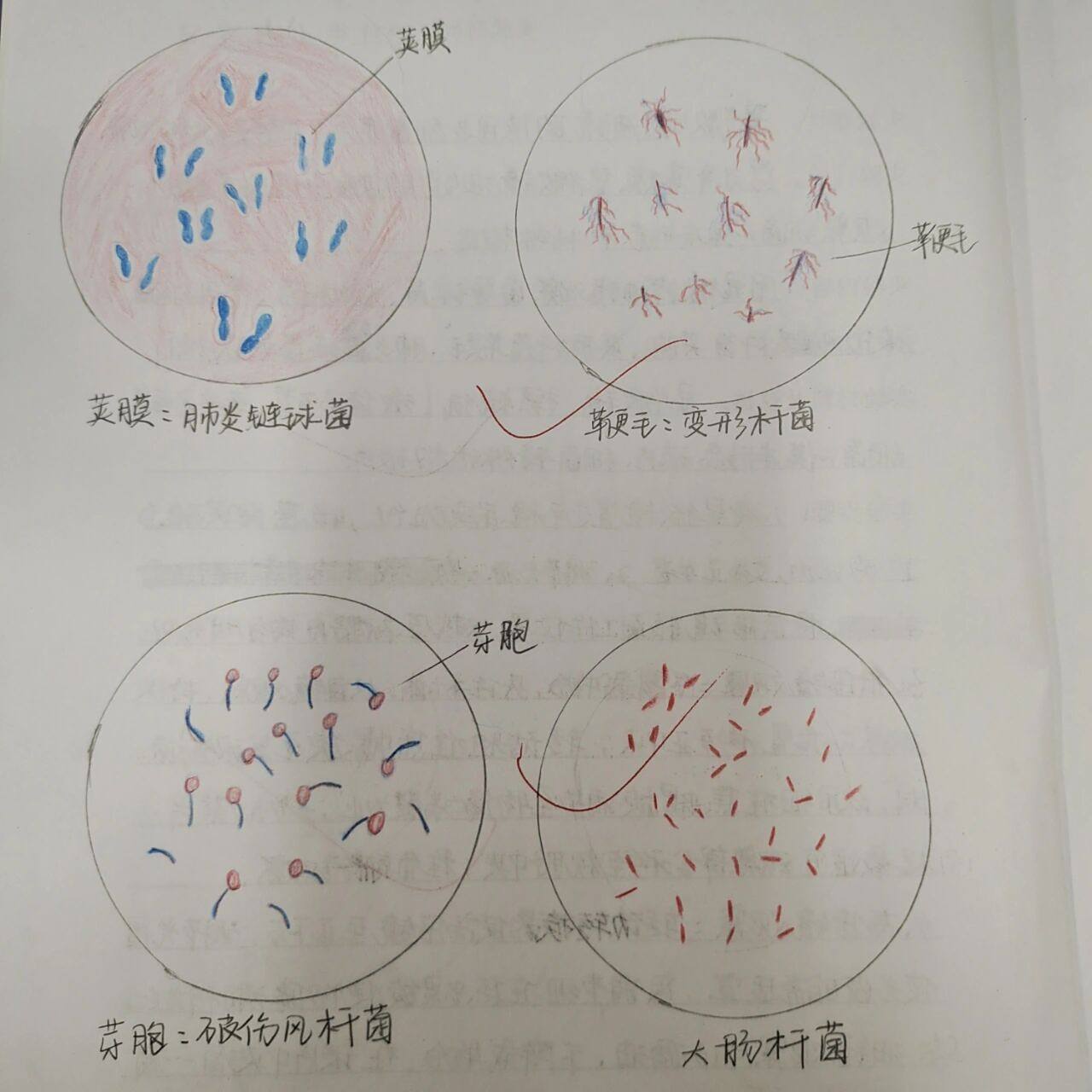 红蓝铅笔手绘图 免疫学实验报告一些图片 肺炎链球菌,变形杆菌,破伤风