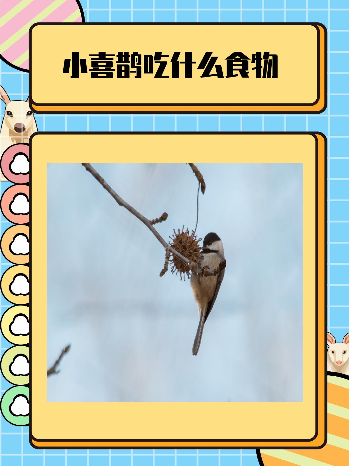 小喜鹊吃什么食物 小喜鹊的食物来源非常丰富,它们可以吃到各种不同的
