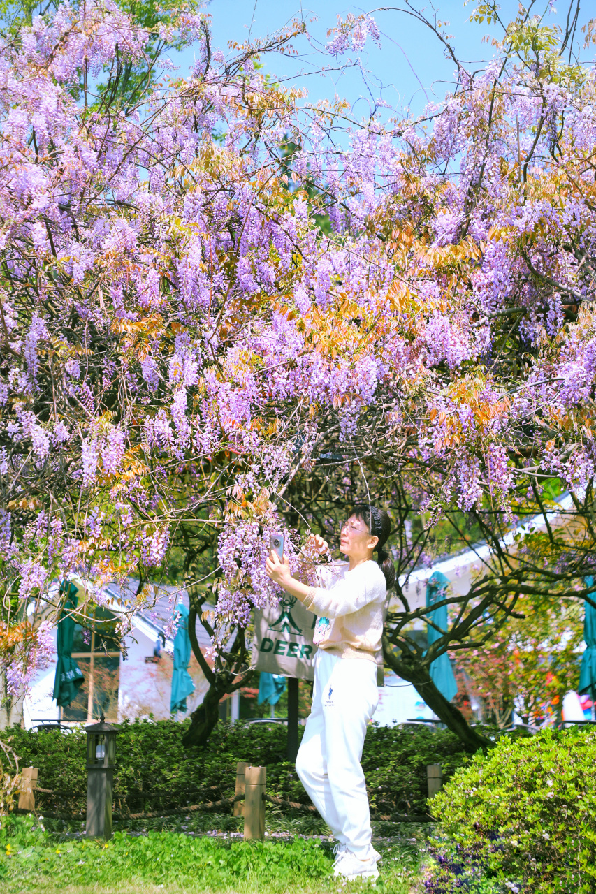 最美人间四月天!金华婺城鹿女湖畔紫藤花开如瀑