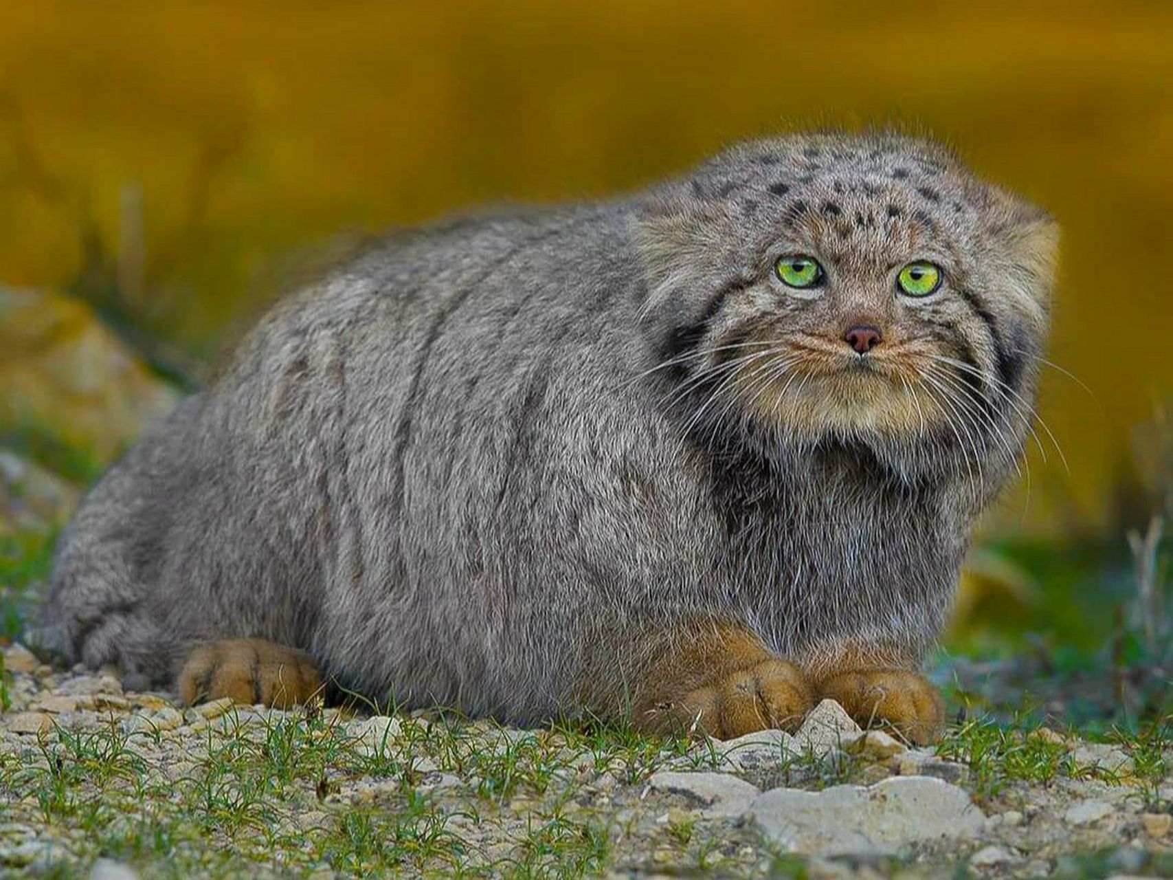 兔狲:超凶萌合集,每走一步都浑身是戏94 学名:兔狲 别称:洋猞猁