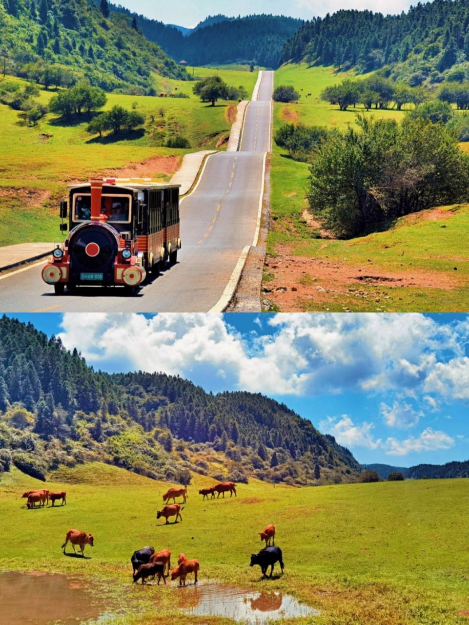 武隆仙女山|在重庆感受高山草原的独特魅力 在武隆的第二日我们去了