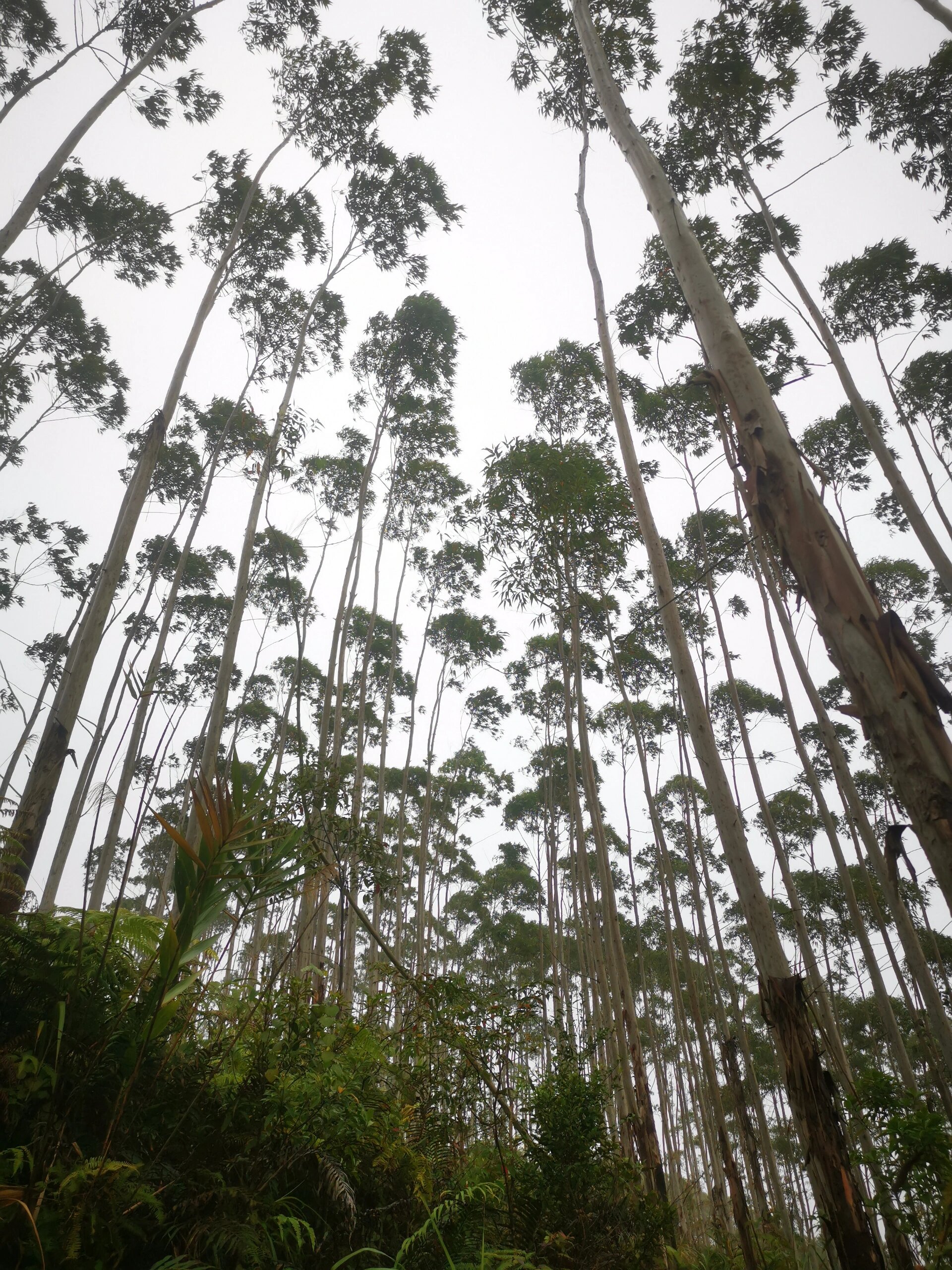 宁明公母山,边境线徒步之旅 宁明爱店镇公母山,延着国防护栏一路爬到