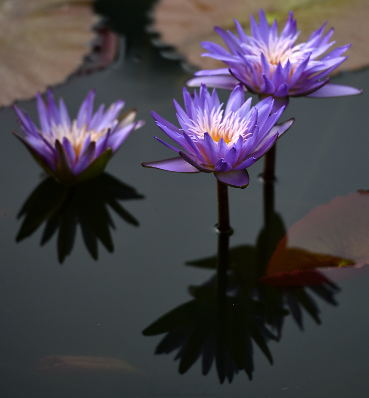 中山广场的热带睡莲又静俏俏地绽放,让人陶醉.