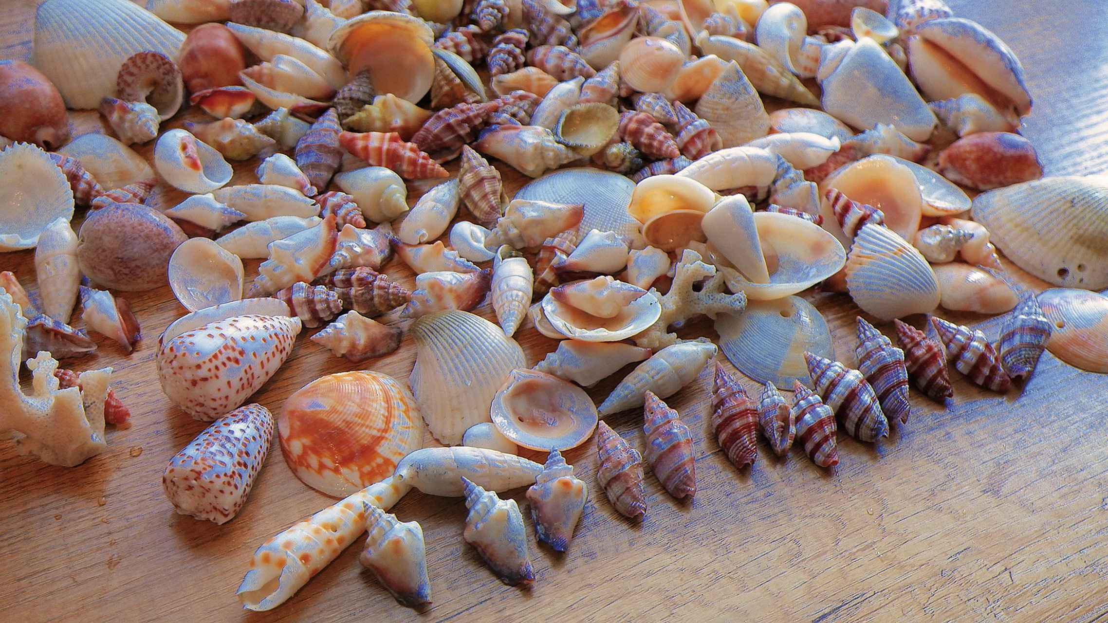 海南陵水捡贝壳 来玩的第二天,超级想去捡贝壳,感谢终于找到了,一会就