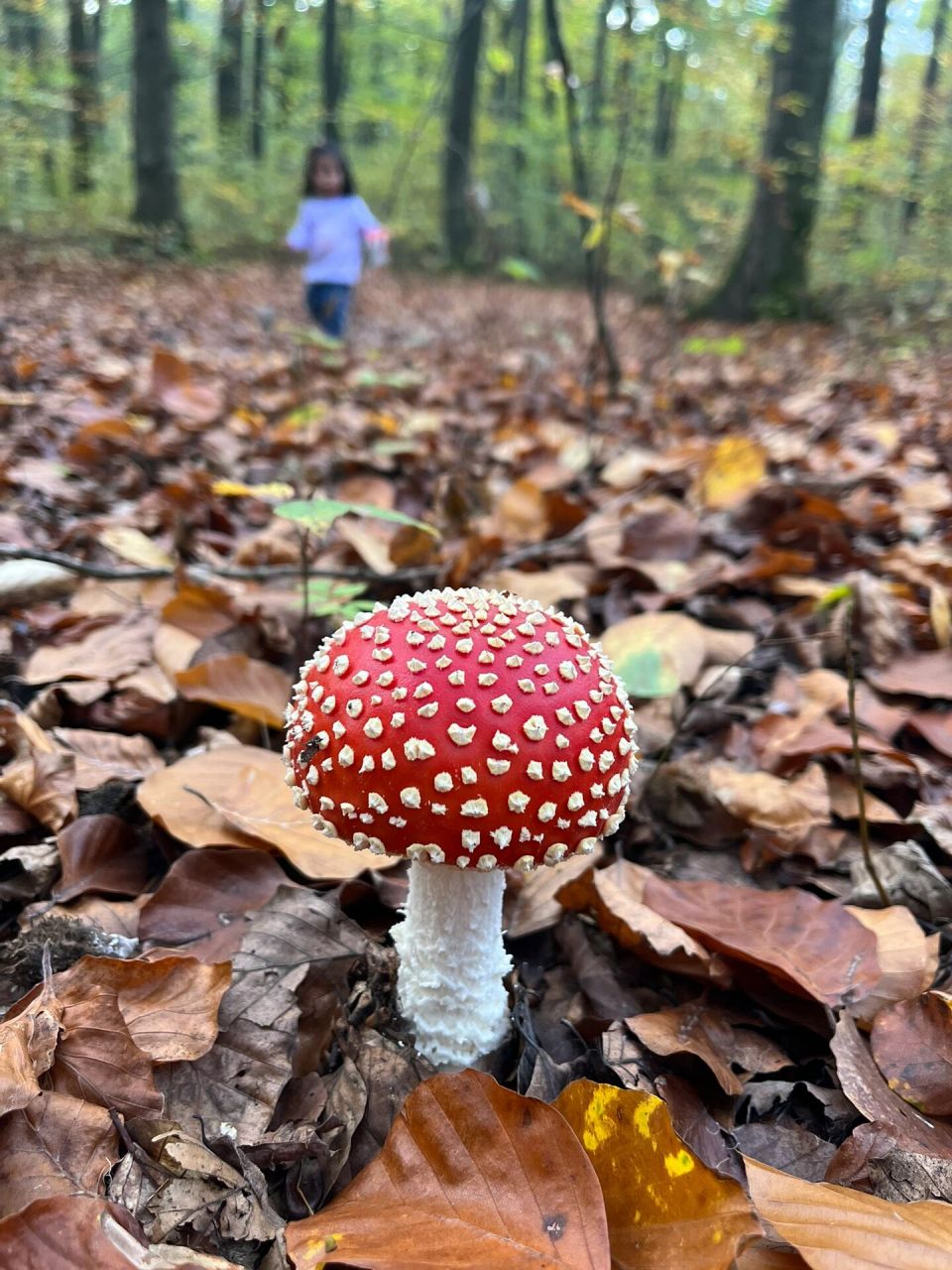 标准躺板板菇96 红伞伞白杆杆,吃完一起躺板板 这毒蘑菇长得太标准