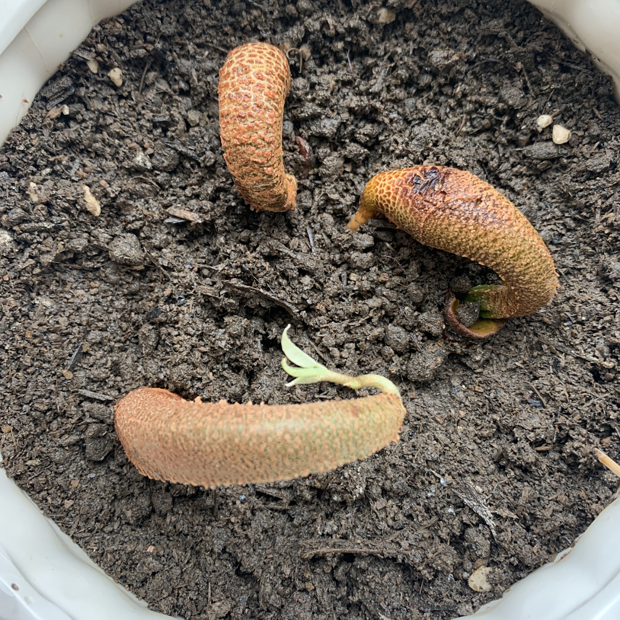 看学种榴莲核结果种反了95 好在有一个已经长出小叶子了95 脱离