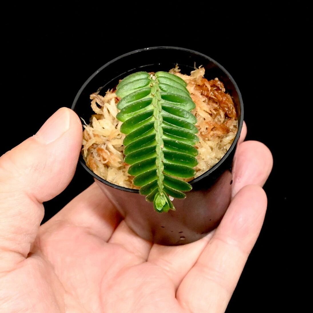 神奇植物在哪里06 叠叶楼梯草 叠叶楼梯草(elatostema salvinioides