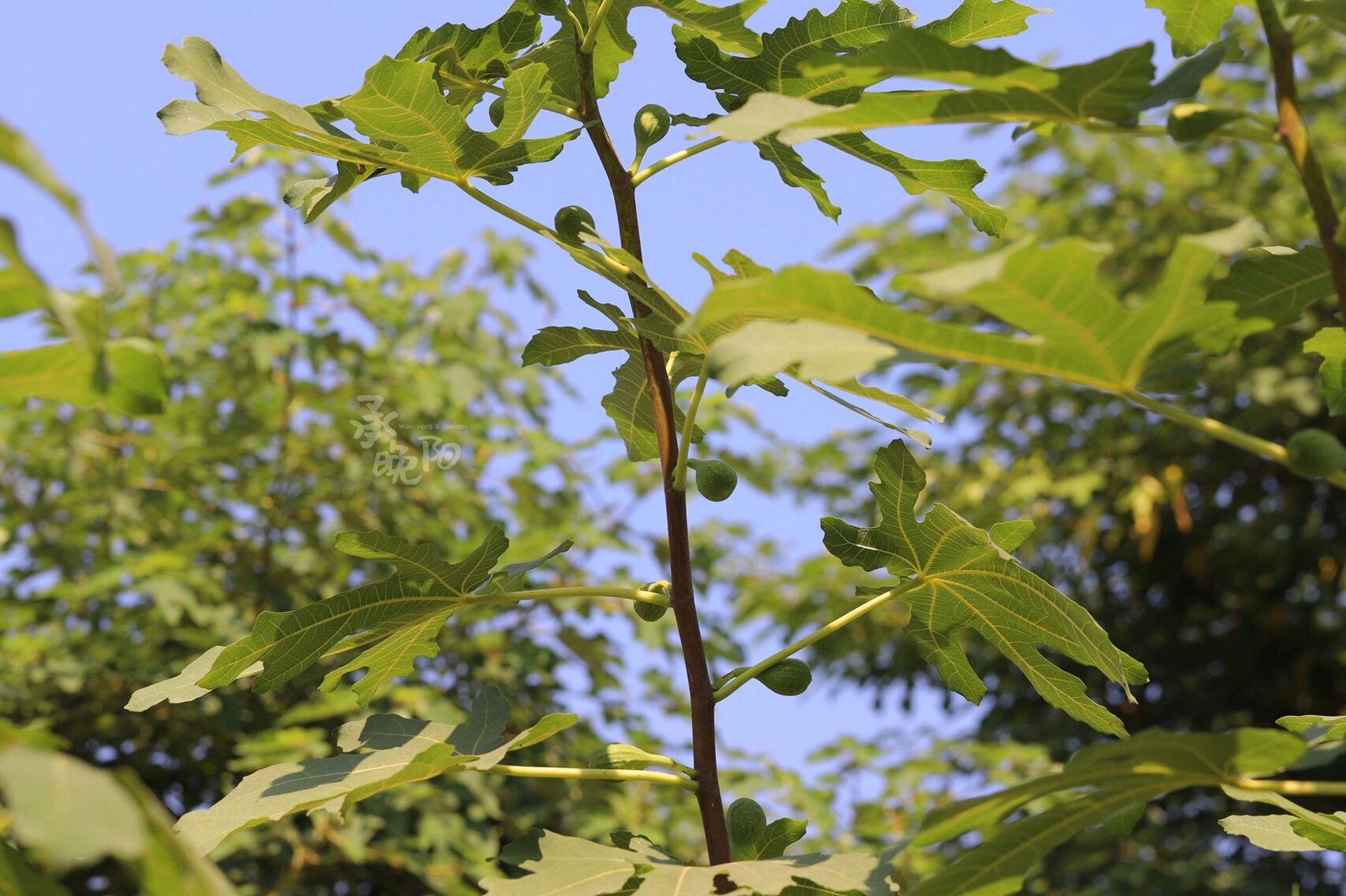 高甜丰产无花果品种推荐——芭劳奈 品种名:芭劳奈 种类:夏秋果兼用