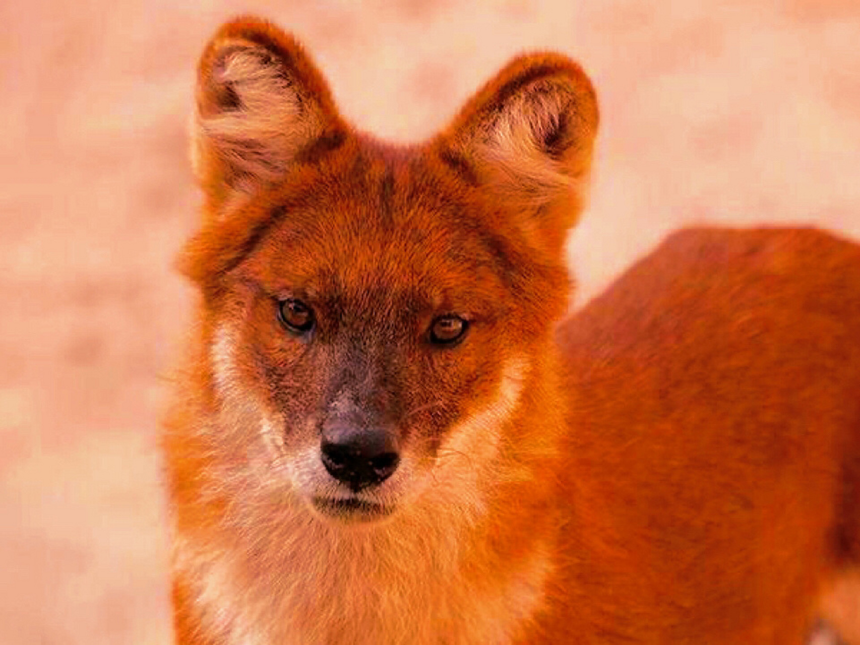 这大概就是混血豺王最好的结局了吧…… 白眉儿是纯血豺蓝尾尖不在