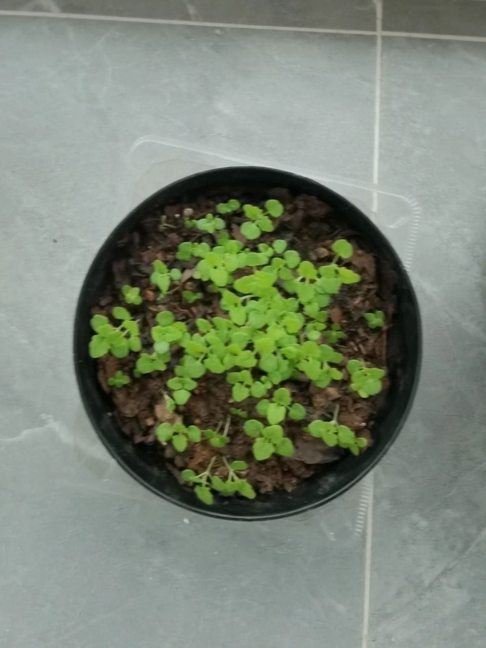 种过美女帅哥,这个是康乃馨的幼苗吗?