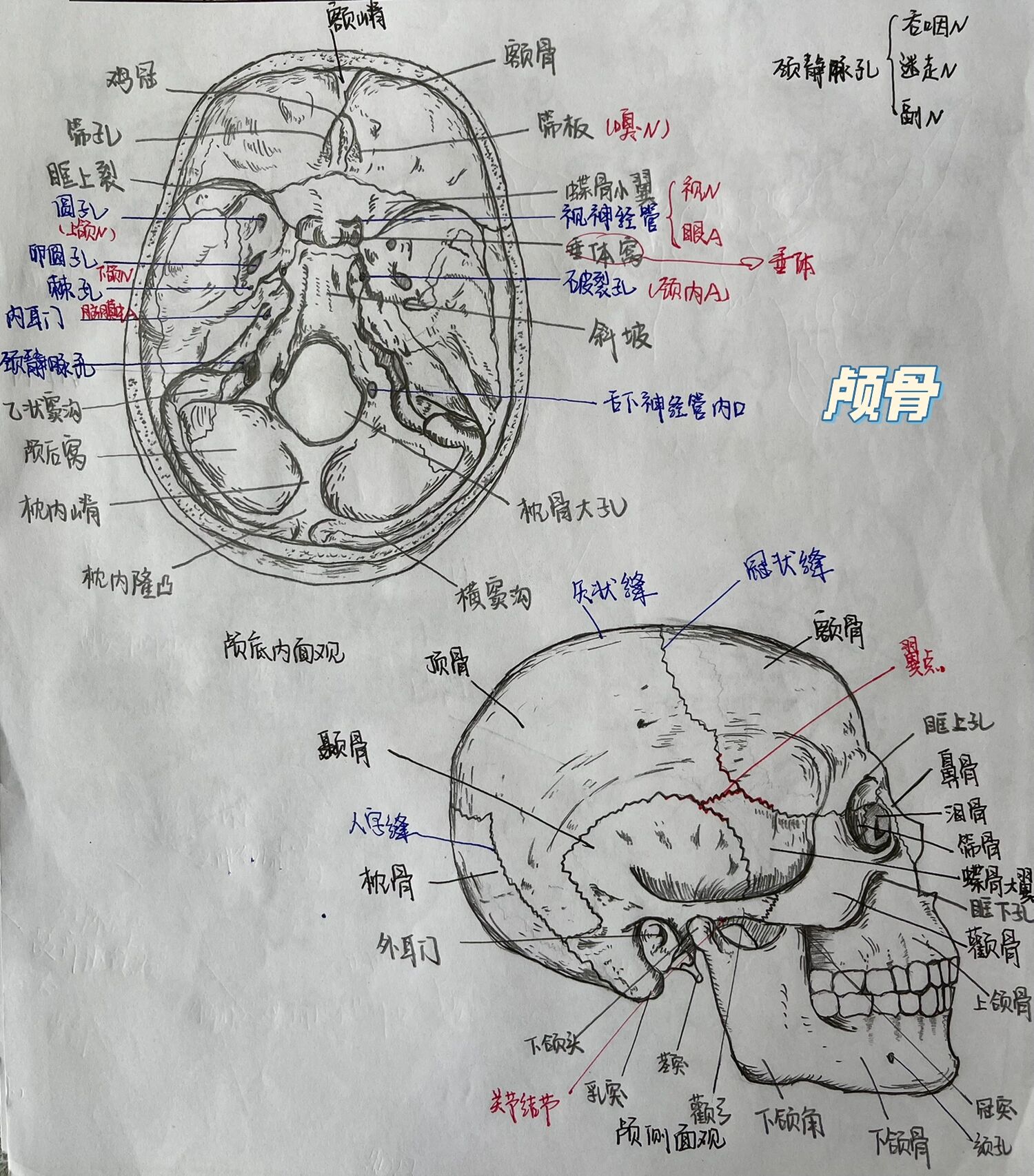 纯手绘解剖图