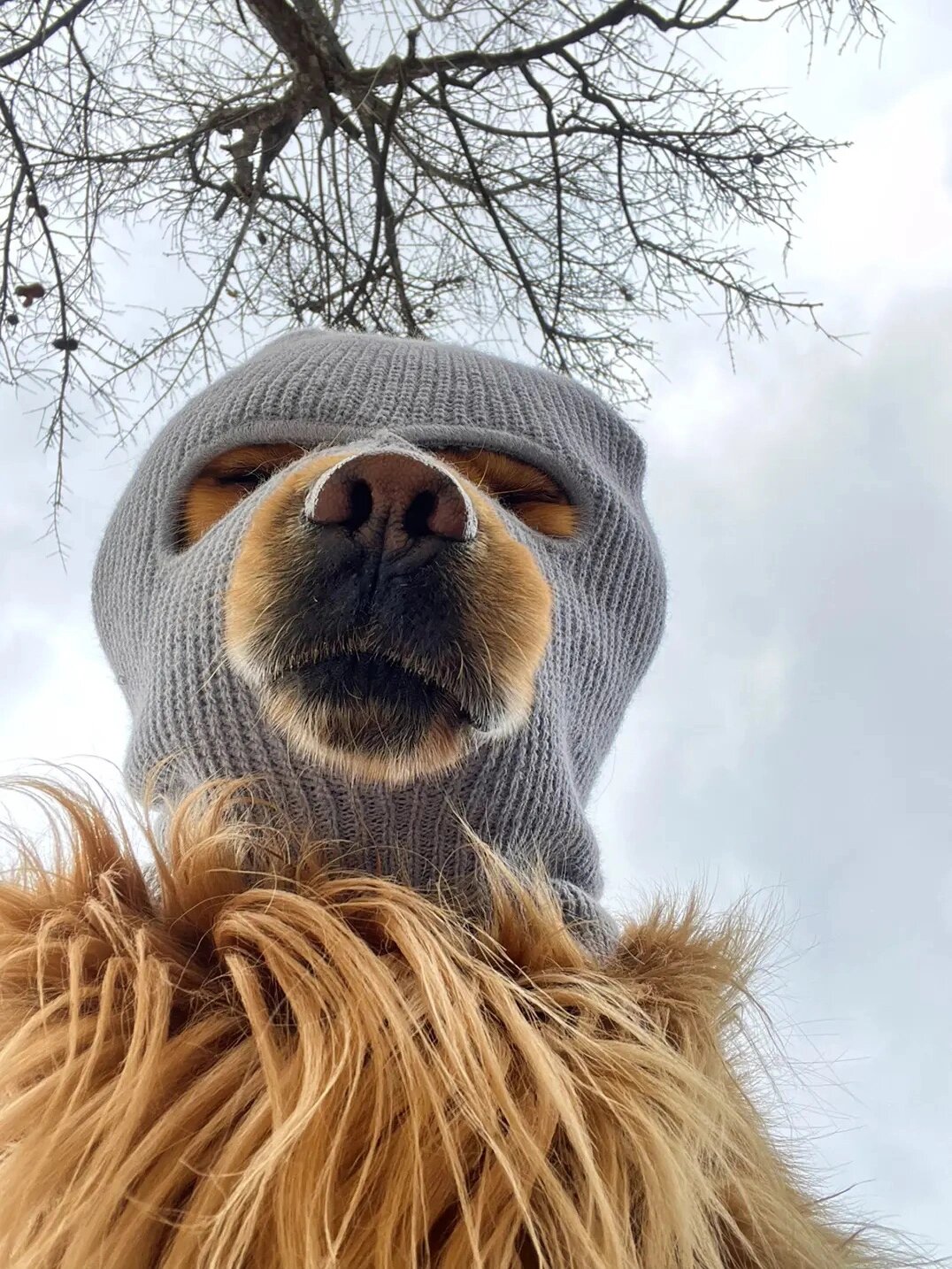 好一只匪里匪气的狗子～ 不就是压迫感吗?