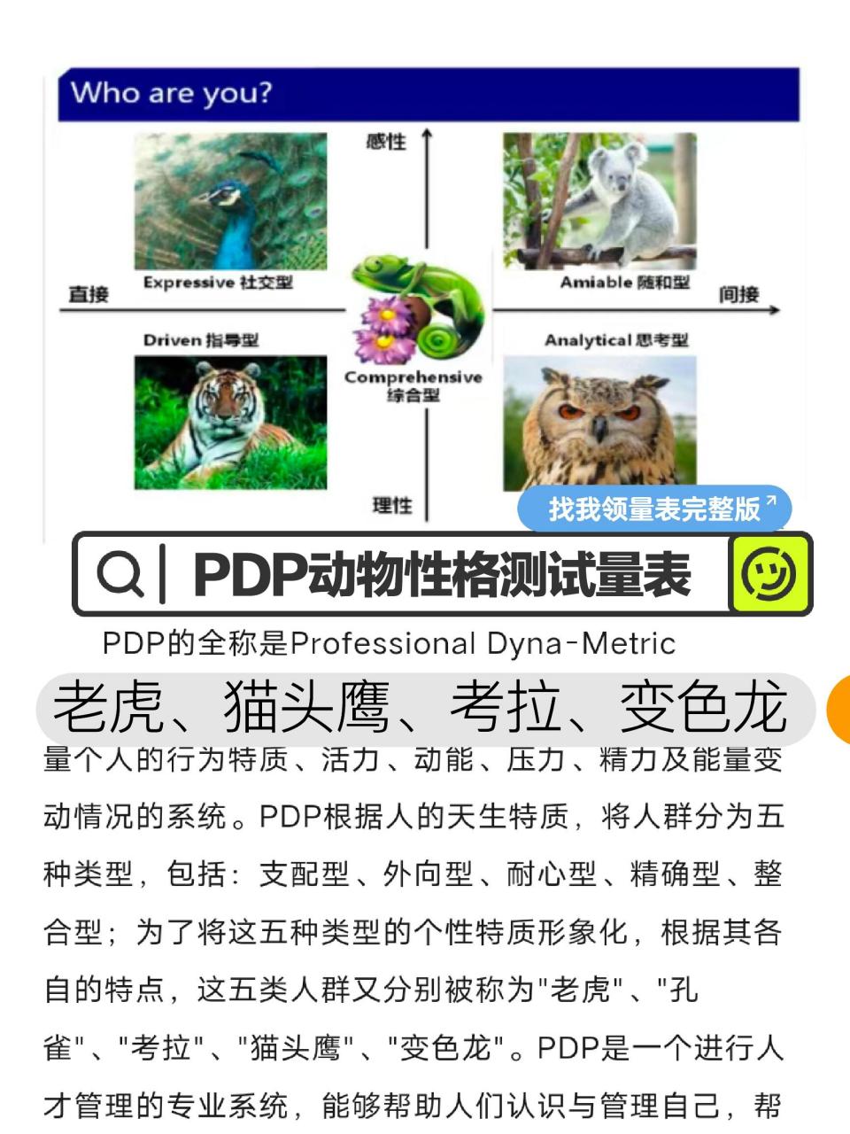 老虎孔雀考拉猫头鹰图片