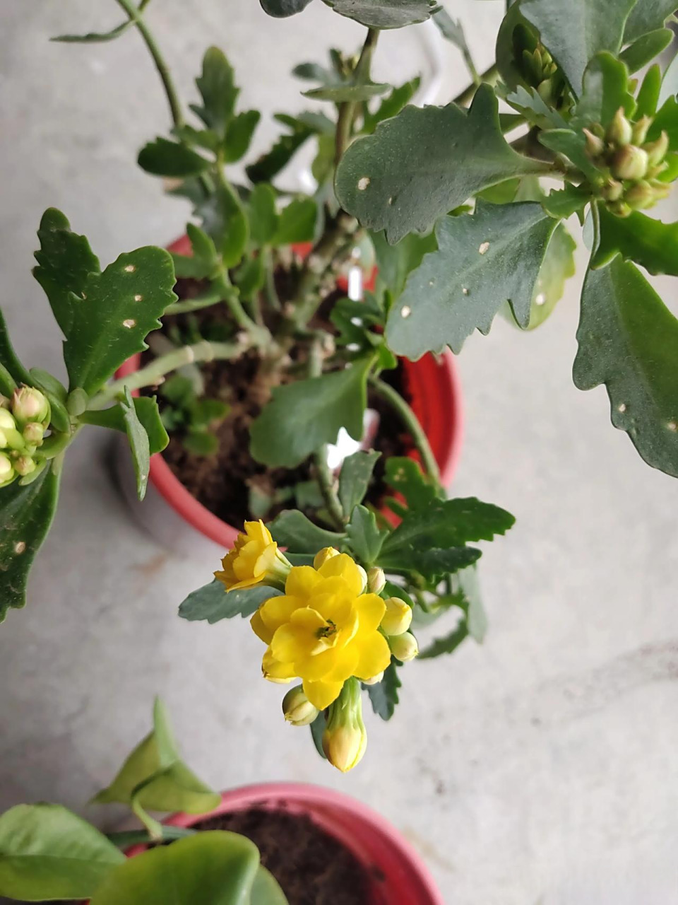 黄色长寿花,一种优雅而坚韧的植物,以其明亮的色彩和独特的形态吸引着