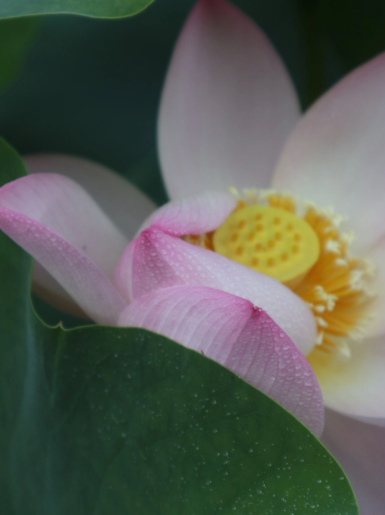 武汉最强荷花展93700种荷花,45个荷花池 - 03 导航 | 沙湖公园