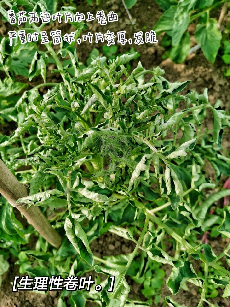 番茄常见病害图鉴二:关于番茄内卷这件事 发生原因: 1.