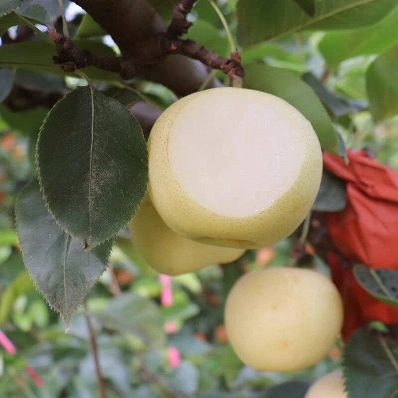 鲜嫩多汁,清甜适口       	 四川苍溪黄金梨有"百果之宗"美誉, 因其