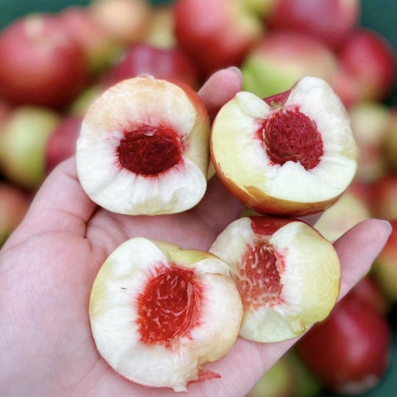 珍珠枣蜜桃|无毛滑皮 蜜桃味浓 儿时味道 珍珠枣蜜桃,绝大多数人没吃