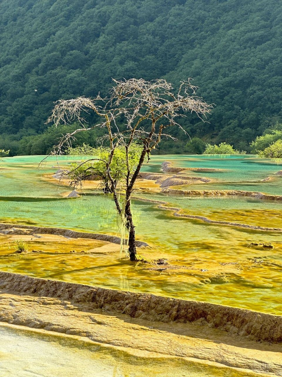 黄龙的风景真的很美    四川省阿坝州黄龙风景区被誉为"人间瑶池"黄龙
