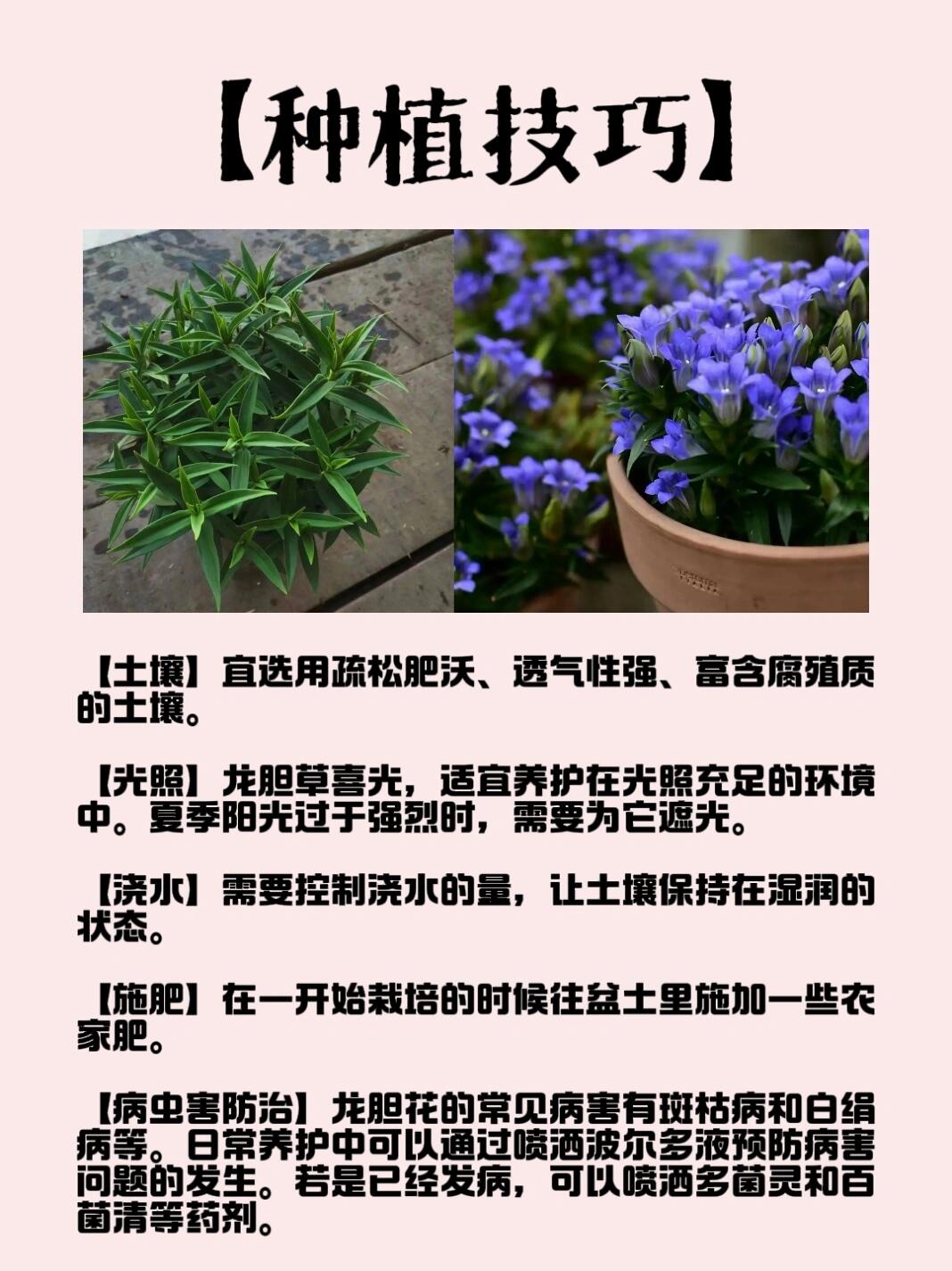 每天认识一种花|龙胆草94