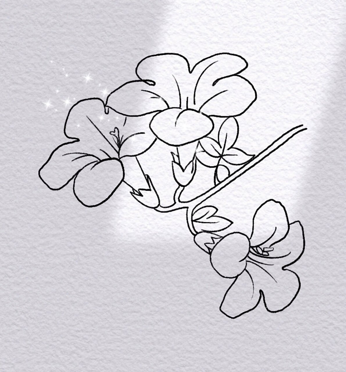 紫茉莉简笔画简单图片