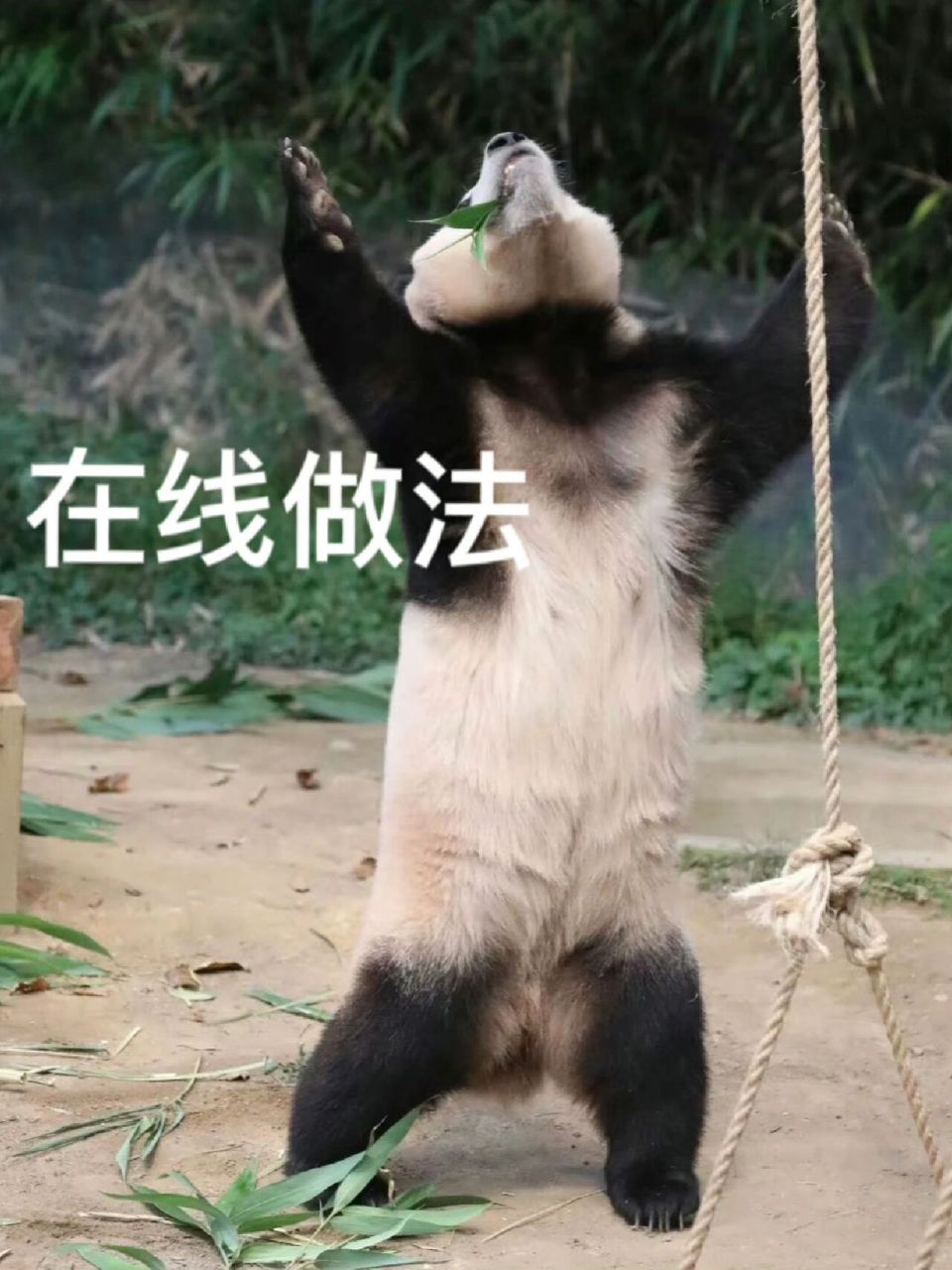 福宝做法 表情包97