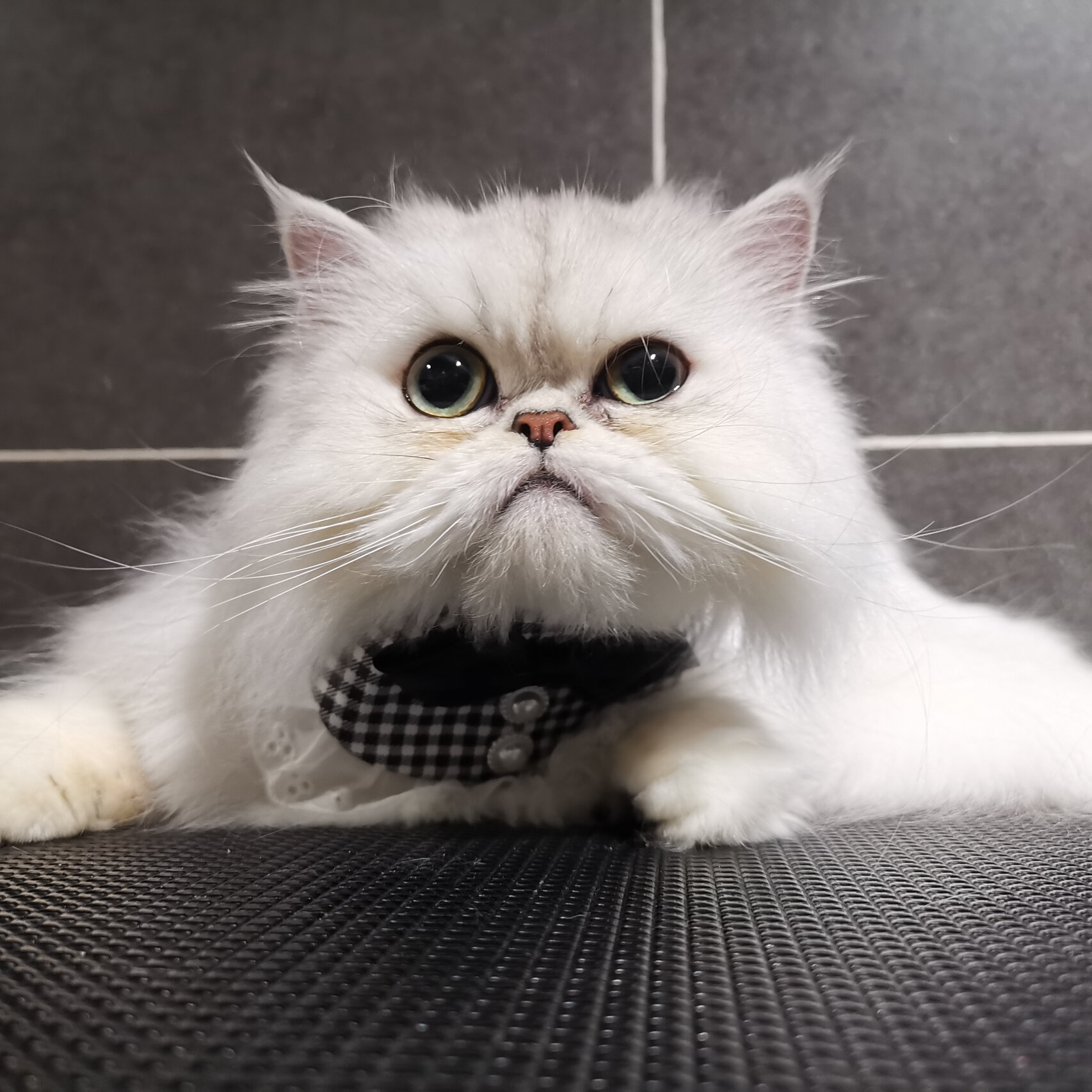 金点和金吉拉配出来了一窝迷惑小猫